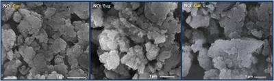 Fabrication and assessment of potent anticancer nanoconjugates from chitosan nanoparticles, curcumin, and eugenol